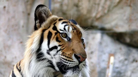 Cute tiger in nature	 Stock Footage 89963859