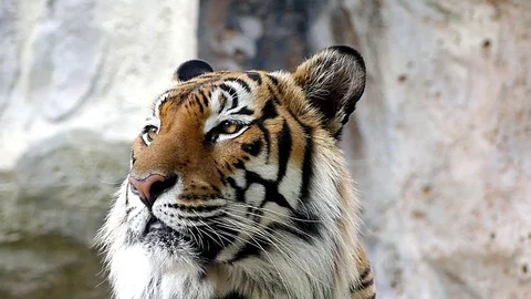 Cute tiger in nature	 Stock Footage 89964161