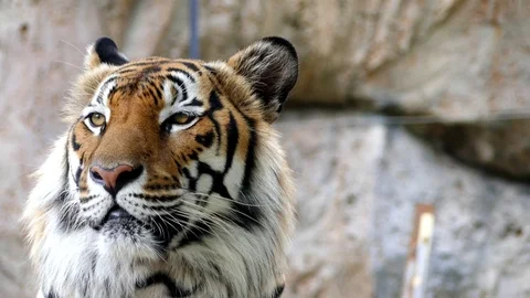 Cute tiger in nature	 Stock Footage 89964254