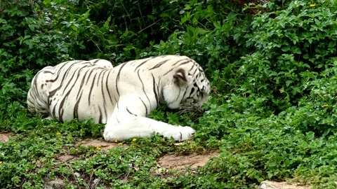 Cute tiger in nature	 Stock Footage 89999949