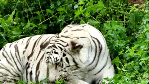 Cute tiger in nature	 Stock Footage 90000029