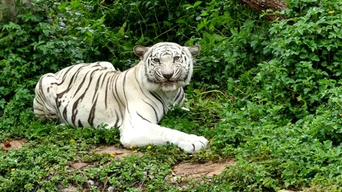 Cute tiger in nature	 Stock Footage 90000085