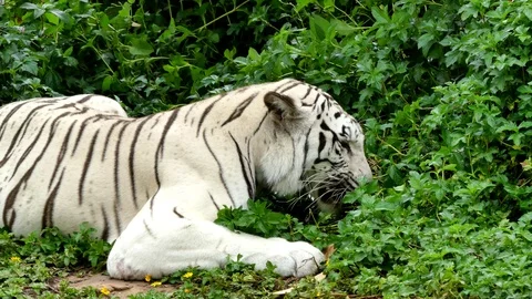 Cute tiger in nature	 Stock Footage 90000218
