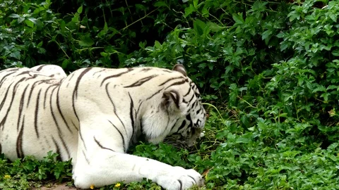 Cute tiger in nature	 Stock Footage 90000242