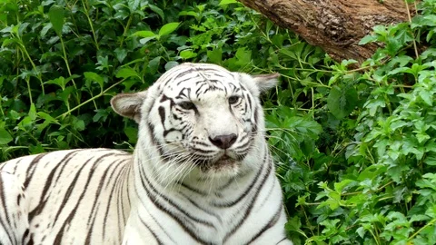 Cute tiger in nature	 Stock Footage 90000669
