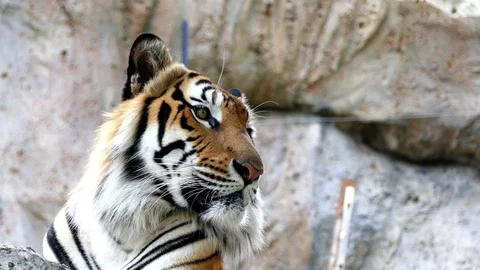 Cute tiger in nature	 Stock Footage 90000894