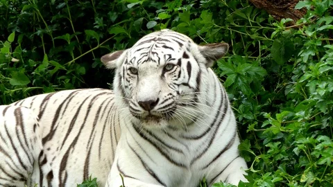 Cute tiger in nature	 Stock Footage 90000933