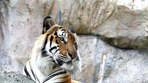 Cute tiger in nature	 Stock Footage 90000982