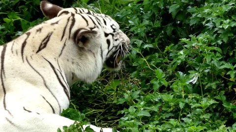 Cute tiger in nature Stock Footage 90086744