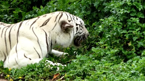 Cute tiger in nature Stock Footage 90086977