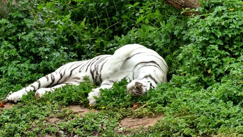 Cute tiger in nature Stock Footage 90087032