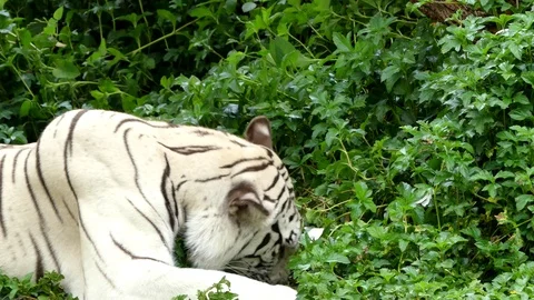 Cute tiger in nature Stock Footage 90087047