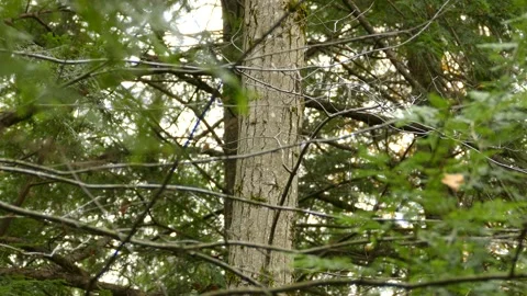 Cute tiny brown creeper bird crawling up a tree trunk in North American forest Stock Footage 137051135