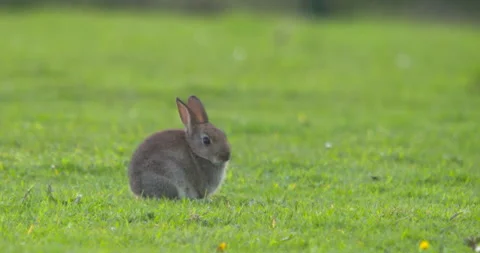 Cute tiny bunny rabbit all alone green grass field slow motion Stock Footage 154521974