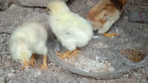 A cute tiny chick with soft downy feathers Stock Photos