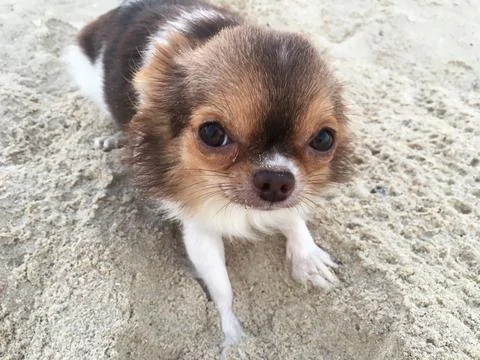 CUTE TINY CHOCOLATE AND WHITE CHIHUAHUA ON THE SAND AT NANDAN BEACH, THAILAND 库存照片