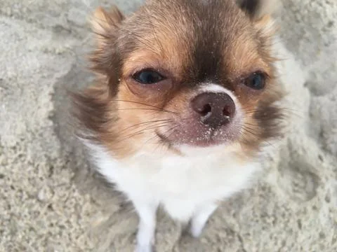 CUTE TINY CHOCOLATE AND WHITE CHIHUAHUA ON THE SAND AT NANDAN BEACH, THAILAND Stock Photos