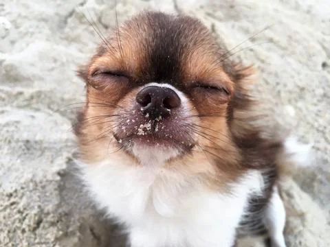 CUTE TINY CHOCOLATE AND WHITE CHIHUAHUA ON THE SAND AT NANDAN BEACH, THAILAND Stock Photos
