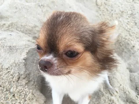 CUTE TINY CHOCOLATE AND WHITE CHIHUAHUA ON THE SAND AT NANDAN BEACH, THAILAND Stock Photos