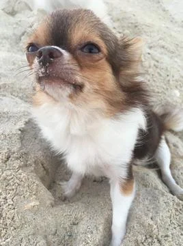 CUTE TINY CHOCOLATE AND WHITE CHIHUAHUA ON THE SAND AT NANDAN BEACH, THAILAND 库存照片