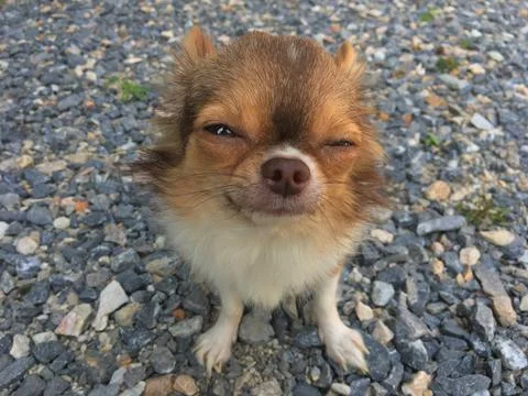 CUTE TINY CHOCOLATE BROWN AND WHITE CHIHUAHUA, OUTDOORS, STANDING ON GRAVEL, HD Stock-Fotos