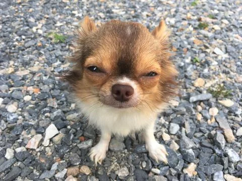 CUTE TINY CHOCOLATE BROWN AND WHITE CHIHUAHUA, OUTDOORS, STANDING ON GRAVEL, HD Stock-Fotos