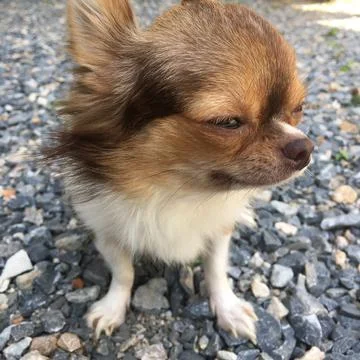 CUTE TINY CHOCOLATE BROWN AND WHITE CHIHUAHUA, OUTDOORS, STANDING ON GRAVEL, HD Stock Photos