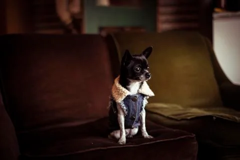 Cute tiny dog with denim jacket sits on cosy old green couch peaceful Stock Photos
