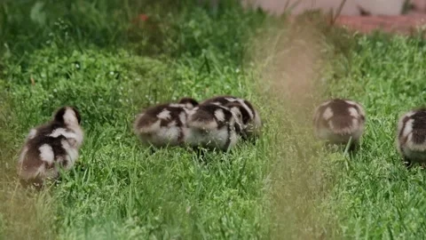 Cute, tiny Egyptian Geese babies in green grass Vídeos de archivo 292648125