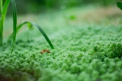 Cute tiny grass with dew drops early morning Stock Photos