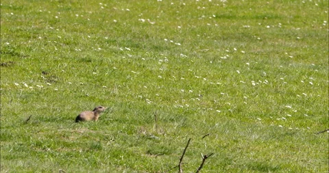 Cute tiny ground squirrel in green meadow stand and chewing a plant Stock Footage 263352459