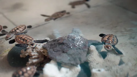 Cute tiny hawksbill turtle babies swimming around coral structure at 스톡 동영상 276344063