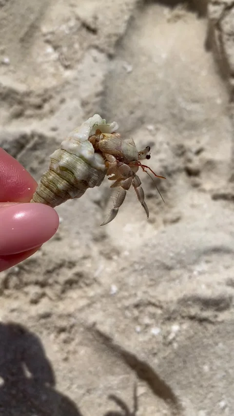 Cute tiny hermit crab in shell held in hand on beach Maldives vertical HD Stock Footage 341857051