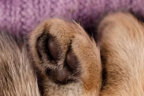 Cute Tiny Kitten Paw on Soft Purple Knitted Textile Stock Photos