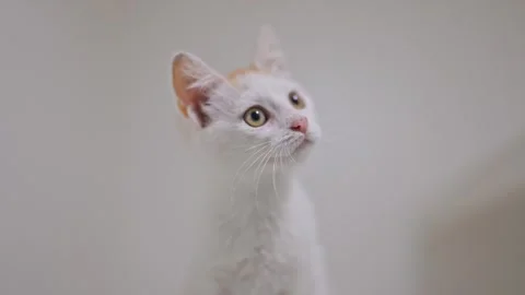 Cute tiny kitten with white and ginger fur interacts sweetly on a soft white Stock Footage 307607157