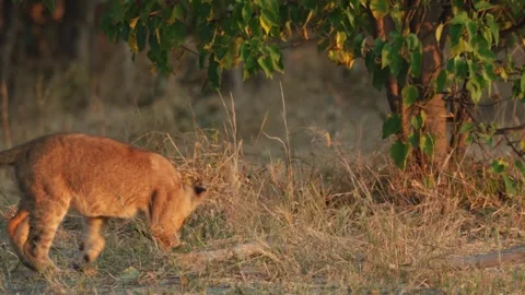 Cute tiny lion cub stalking and attacking a branch in the golden morning light. Stock Footage 334003213