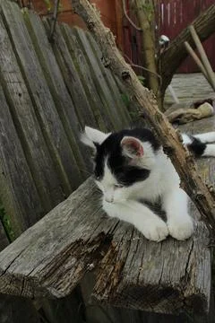 Cute tiny little cat with black and white color sitting on a bench Stock Photos