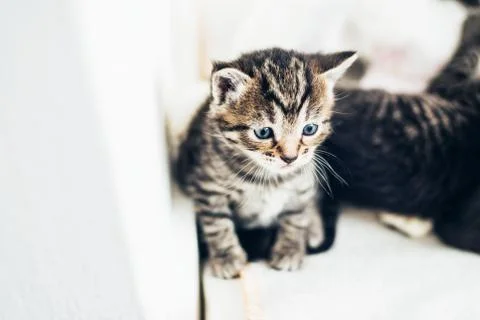 Cute tiny little striped grey tabby kitten Stock Photos