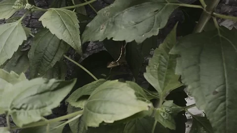 Cute Tiny Lizard, Cinematic Video stock 306291483
