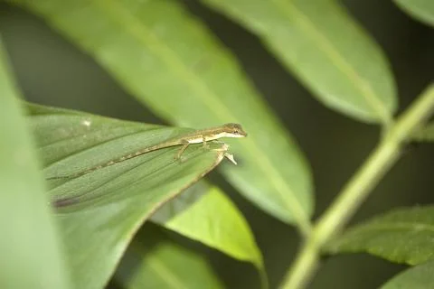 Cute tiny lizard on the edge of a green leaf. Nature. Decision. Costa Rica Stock Photos