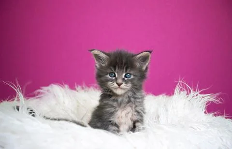 Cute tiny maine coon kitten portrait on pink background Stock Photos