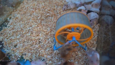 Cute tiny mice or mouse running on ground, domestic mice Stockbeeldmateriaal 123922891
