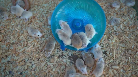 Cute tiny mice or mouse running on ground, domestic mice Stock Footage 123923017