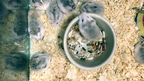 Cute tiny mice running on ground, little domestic mouse exercise running Stock Footage 89138003