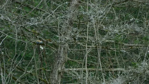 Cute Tiny Multicolored red breasted nuthatch bird Bounces over tree Stock Footage 140157207