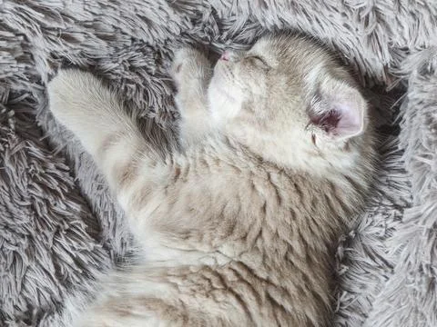 Cute tiny Scottish Fold kitten peacefully sleeping on fluffy blanket Stock Photos