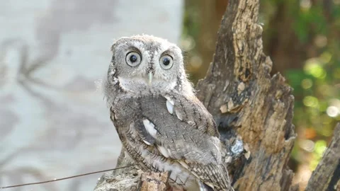 Cute tiny screech owl looking around then towards the camera Stock Footage 318106790