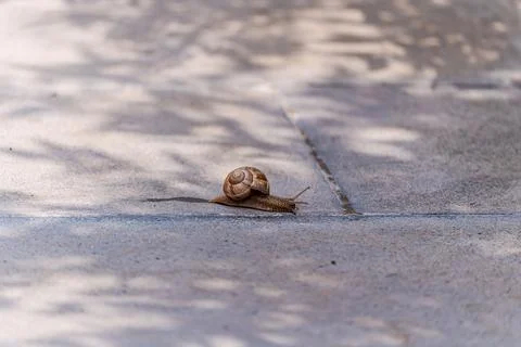 Cute tiny snail with shell on the path Stock Photos