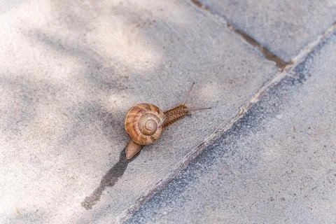 Cute tiny snail with shell on the path Stock Photos
