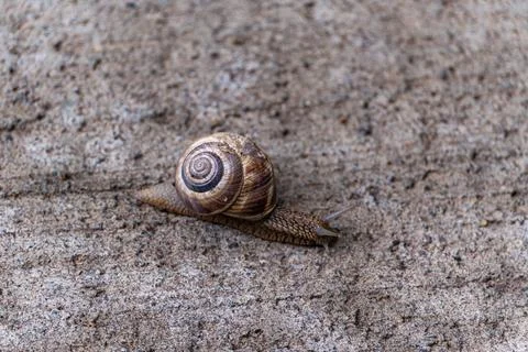 Cute tiny snail with shell on the path Stock Photos